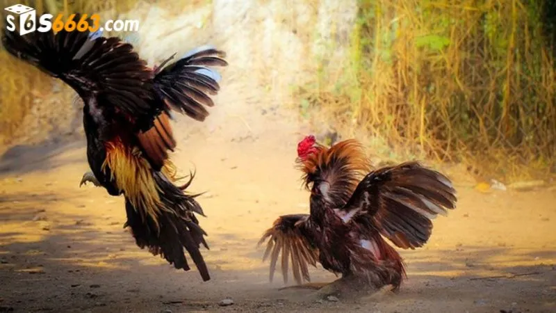 Các chiến kê thi đấu thường có trọng lượng tương đương