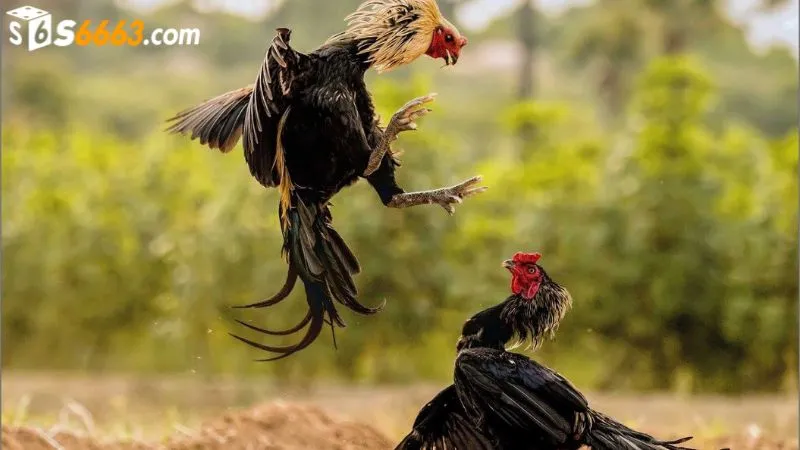 Cược thủ cá cược dựa trên kỹ năng của chiến kê 