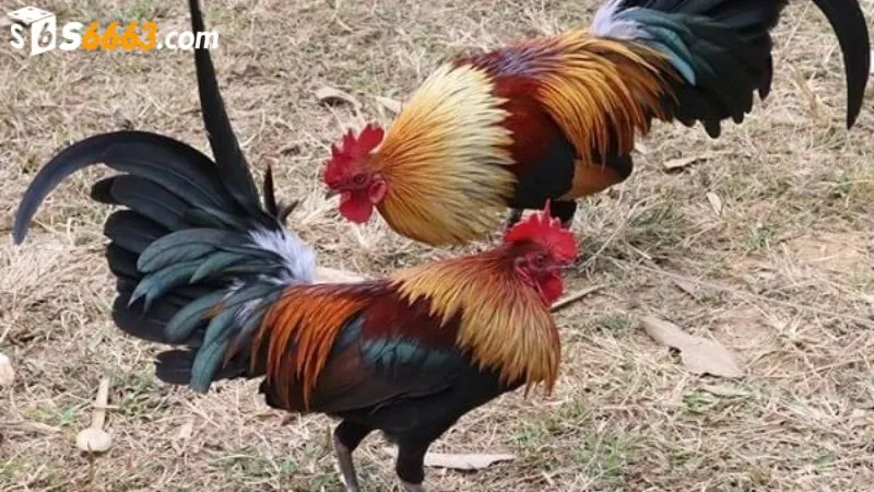 Cược thủ cần hiểu rõ luật chơi đá gà tre tại S666