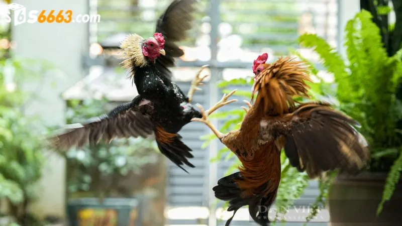 Cược thủ cần xem xét ngoại hình chiến kê kỹ càng