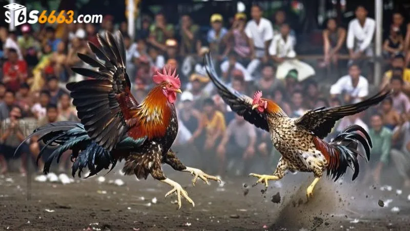 Cược thủ dễ dàng tính điểm thắng thua cuối cùng