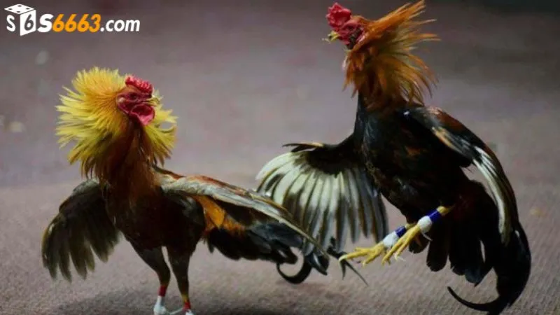 Đá gà Thomo được ưa chuộng tại cổng game S666