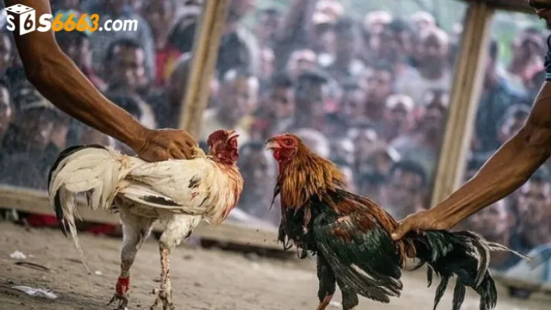 Đánh giá chiến kê chi tiết qua nhiều đặc điểm hình dáng