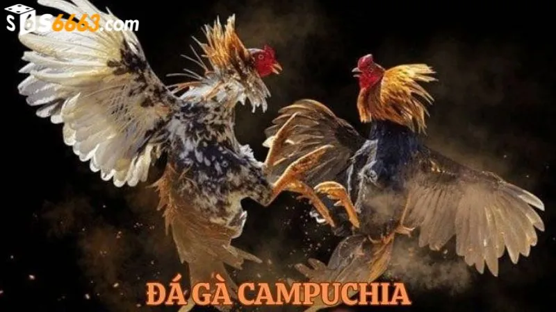 Hình thức đá gà Campuchia thu hút nhiều người chơi