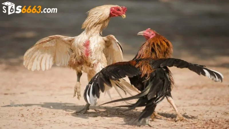 Kê thủ cần hiểu rõ quy định của trận đấu đá gà