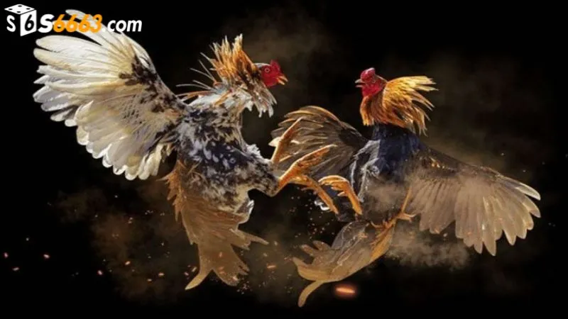 Kết quả cuối cùng dựa theo tình trạng của chiến kê