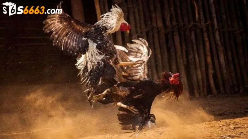 Kết quả thắng thua dựa trên tình trạng của chiến kê