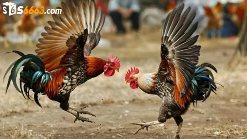 Xem đá gà tre chất lượng sắc nét tại cổng game S666