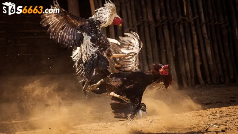 Xem và cá cược đá gà đòn cực hấp dẫn tại S666