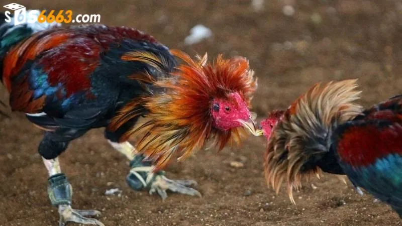 Chăm sóc, huấn luyện chiến kê thới hoa đăng đúng cách