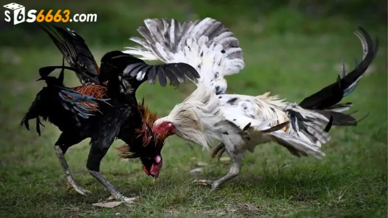 Chiến kê thới hoa đăng có đòn đá hiểm hóc