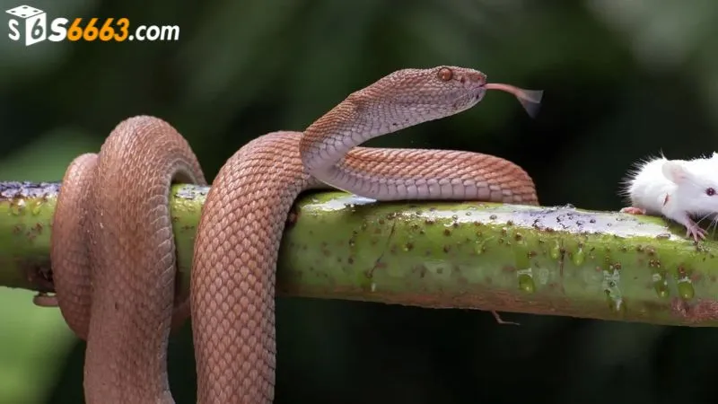 Điềm báo giấc mơ dựa theo từng chi tiết khác nhau