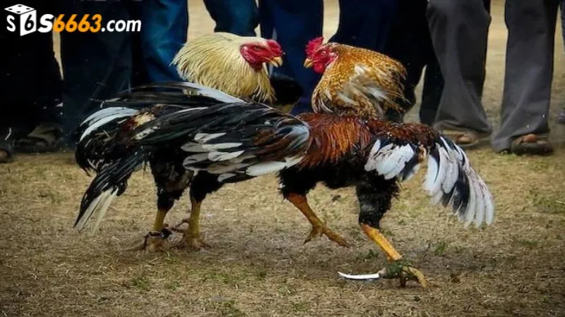 Gà cựa dao thi đấu với kết quả khó dự đoán