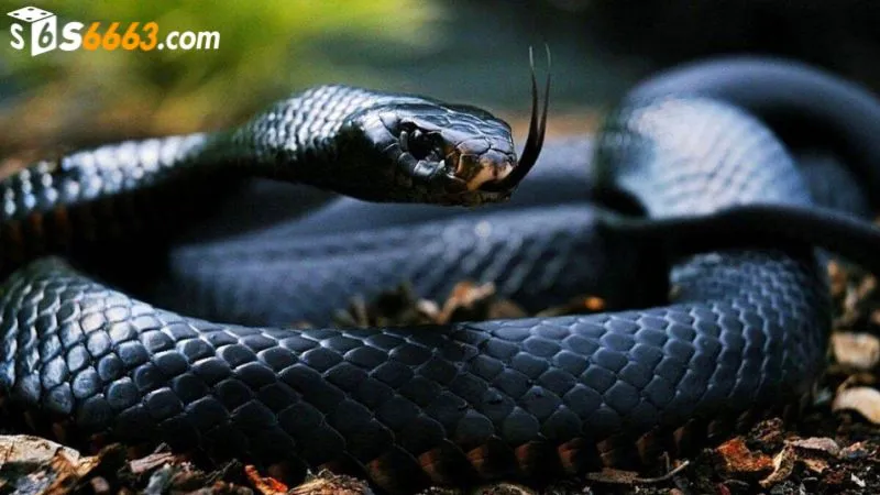 Ghi nhớ và phân tích điềm báo mà giấc mơ mang lại