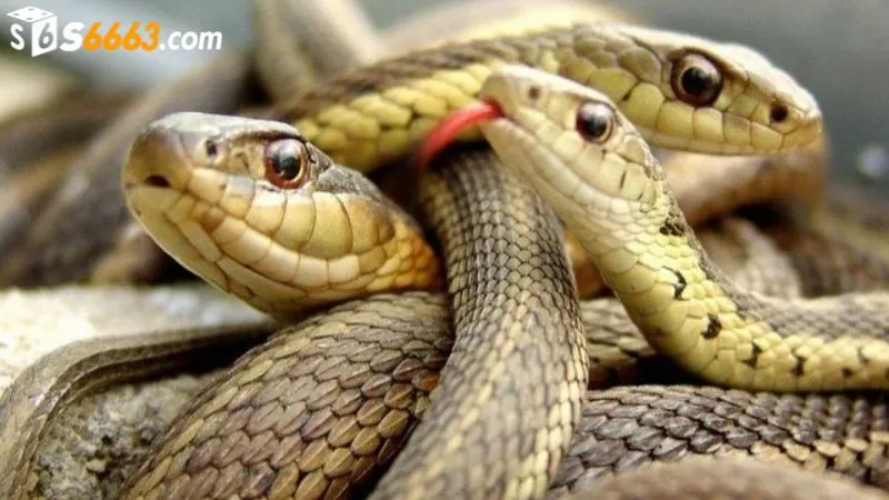 Giấc mơ thấy rắn là điềm báo cho tâm lý con người