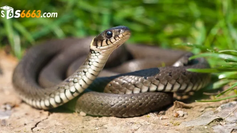 Mơ nhìn thấy rắn dự báo các con số dễ trúng cao