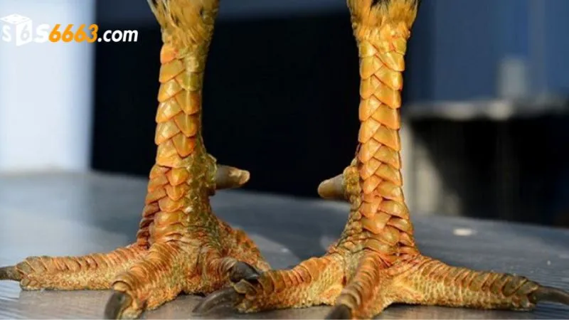 Nhận biết vảy thới hoa đăng qua nhiều đặc điểm