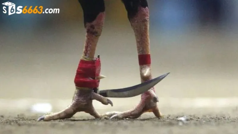 Tuân thủ luật thi đấu từ trọng tài khi xem đá gà