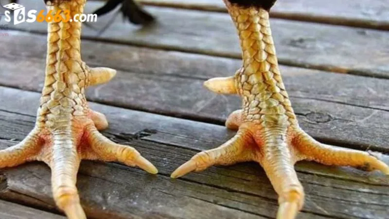 Vảy gà thới hoa đăng là chiến kê quý hiếm